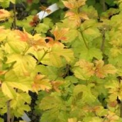 Viburnum opulus 'Anny's Magic Gold'
