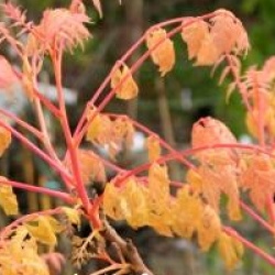 Koelreuteria paniculata 'Coral Sun'