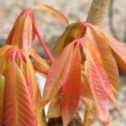 Aesculus indica 'Sydney Pearce'