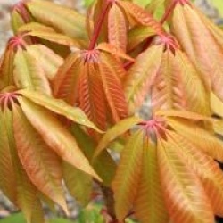 Aesculus indica 'Sydney Pearce'