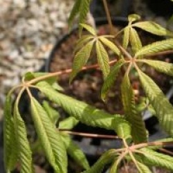 Aesculus x mutabilis 'Penduliflora'