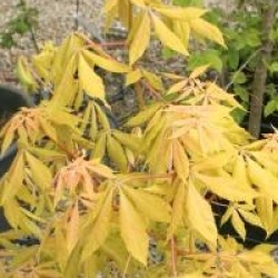 Aesculus x neglecta 'Erythroblastos'