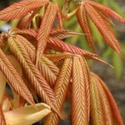 Aesculus x neglecta 'Autumn Fire'