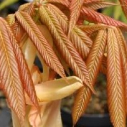 Aesculus x neglecta 'Autumn Fire'