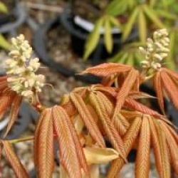 Aesculus x neglecta 'Autumn Fire'