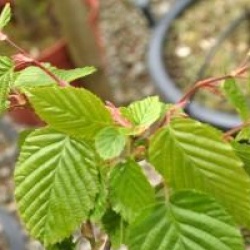 Charme schuschuensis 