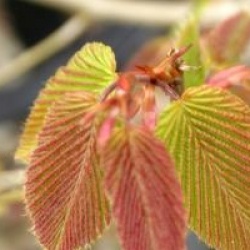 Charme � feuilles en coeur