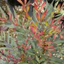 Mahonia eurybracteata 'Sweet Winter' �