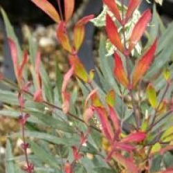 Mahonia eurybracteata 'Sweet Winter' �