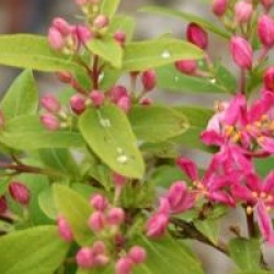 Lonicera tatarica 'Rosea'