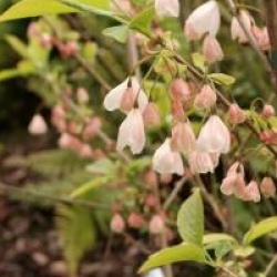 Halesia monticola var. vestita f. rosea