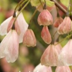 Halesia monticola var. vestita f. rosea
