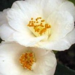 Camellia 'Quintessence' - Cam�lia champ�tre Quintessence