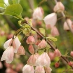 Halesia monticola var. vestita f. rosea