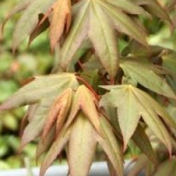 Acer oliverianum
