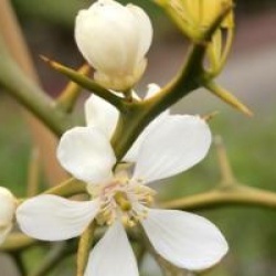 Poncirus trifoliata