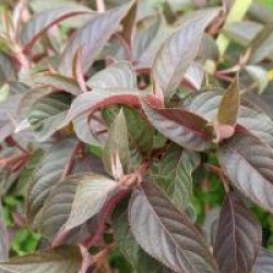 Hydrangea aspera 'Hot Chocolate' � 