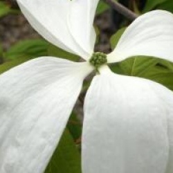 Cornus Ruth Ellen � 'Rutlan'