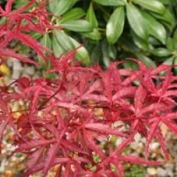 Acer palmatum 'Beni-komachi'