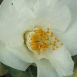 Camellia 'Quintessence'