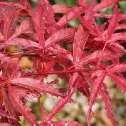 Acer palmatum 'Beni-komachi'