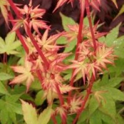 Acer palmatum 'Corallinum'