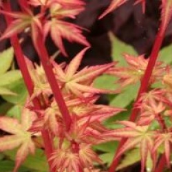 Acer palmatum 'Corallinum'