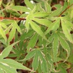 Acer palmatum 'Kagiri-nishiki'