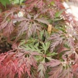 Acer palmatum var. dissectum 'Orangeola'