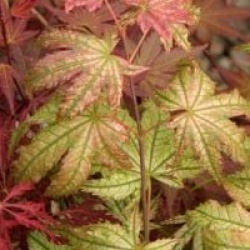 Acer palmatum 'Peaches and Cream'
