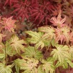 Acer palmatum 'Peaches and Cream'