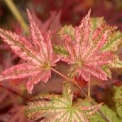 Acer palmatum 'Peaches and Cream'