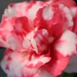 Camellia japonica subsp. rusticana 'Kasuga-yama'