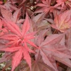 Acer palmatum 'Shaina'
