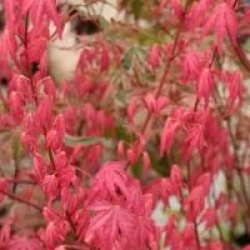 Acer palmatum 'Taylor'