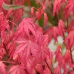 Acer palmatum 'Taylor'