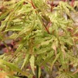 Acer palmatum 'Uki-gumo'
