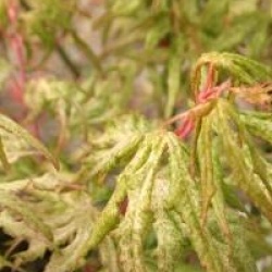Acer palmatum 'Uki-gumo'