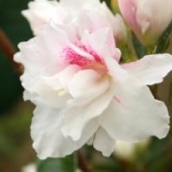 Rhododendron 'White Prince'