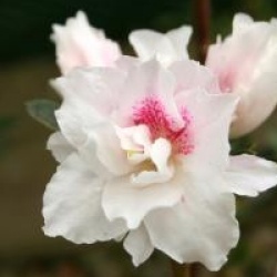 Rhododendron 'White Prince'