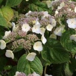 Hydrangea serrata 'Shojo'