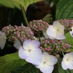 Hydrangea serrata 'Shojo'