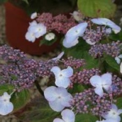 Hydrangea serrata 'Shojo'