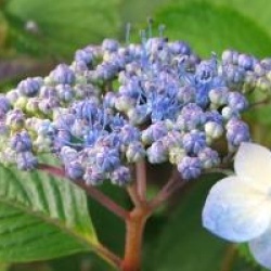 Hortensia  � fleurs plates Shojo