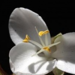 Iris de Nouvelle-Z�lande