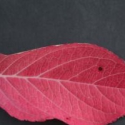 Hydrangea macrophylla 'Thelenn'