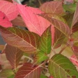 Hydrangea macrophylla 'Thelenn'