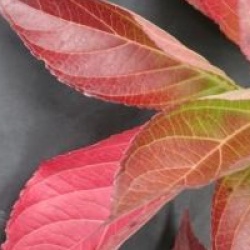 Hydrangea macrophylla 'Thelenn'