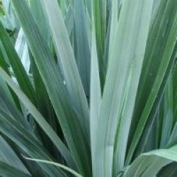 Astelia chathamica 'Silver Spear'