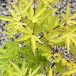 Acer palmatum 'Anne Irene' �